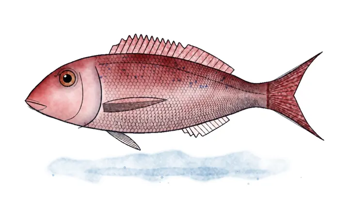 Arbun (Pagellus erythrinus)