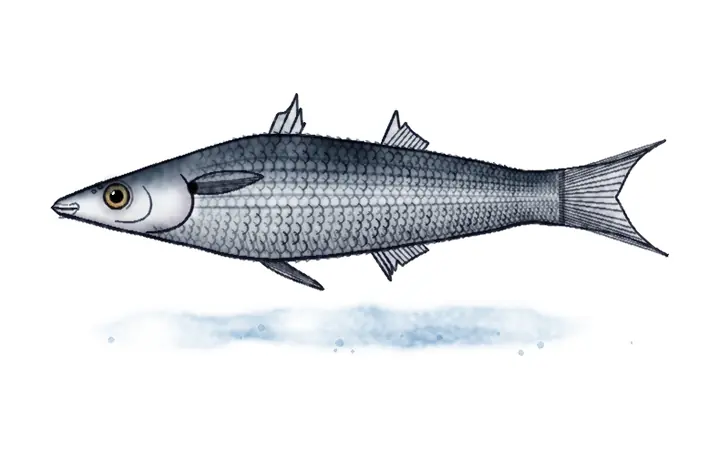 Cipal glavaš (Mugil cephalus)