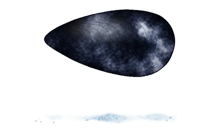 Dagnja (Mytilus galloprovincialis)
