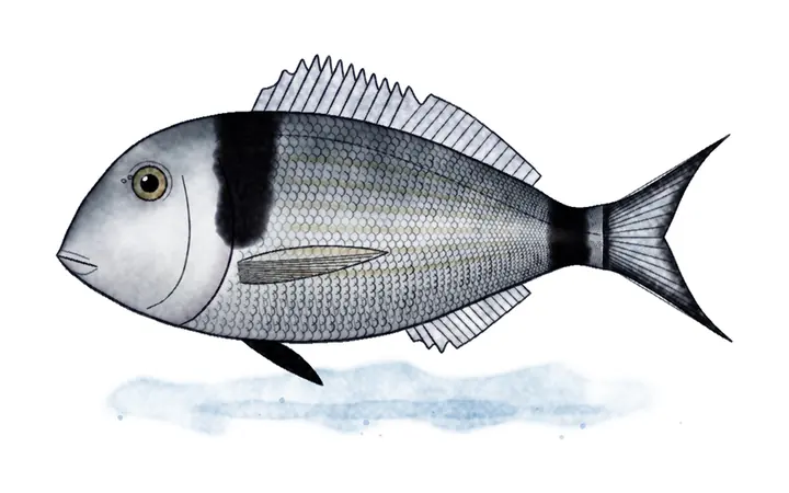 Fratar (Diplodus vulgaris)