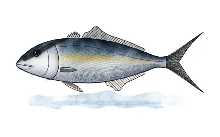 Gof (Seriola dumerili)