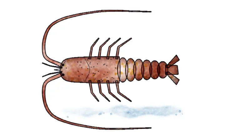 Jastog (Palinurus elephas)