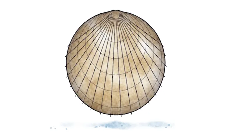 Kapica prugasta
