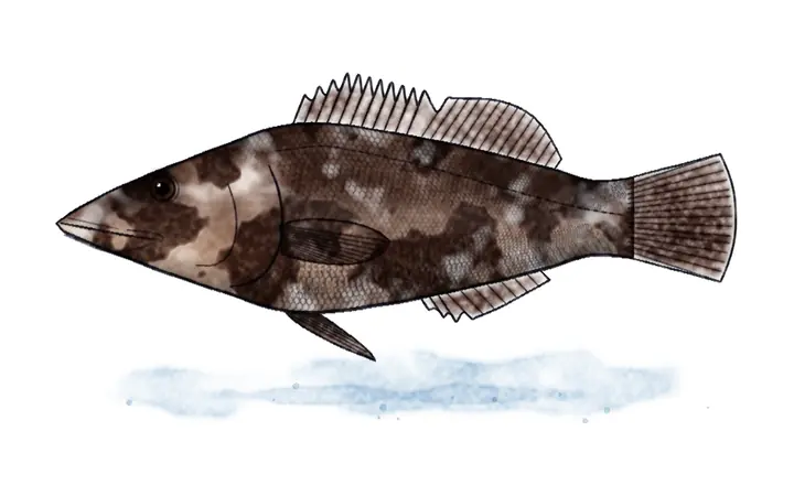 Kirnja (Epinephelus marginatus)