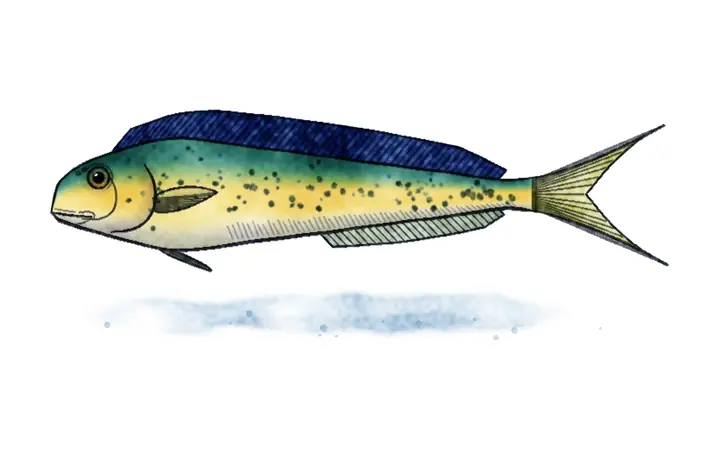 Lampuga (Coryphaena hippurus)