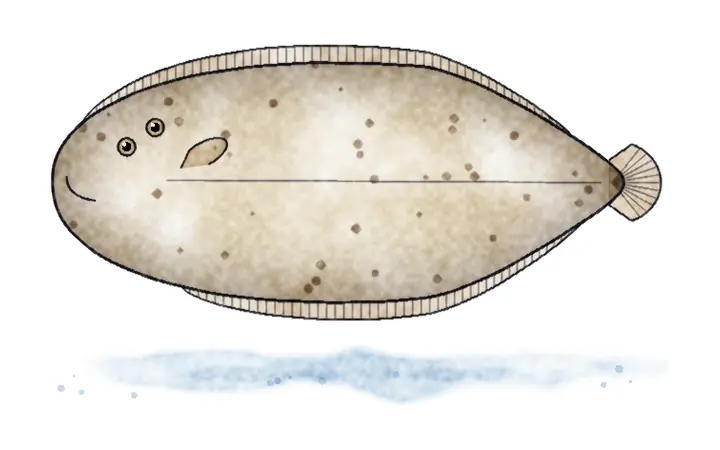 Male plosnatice