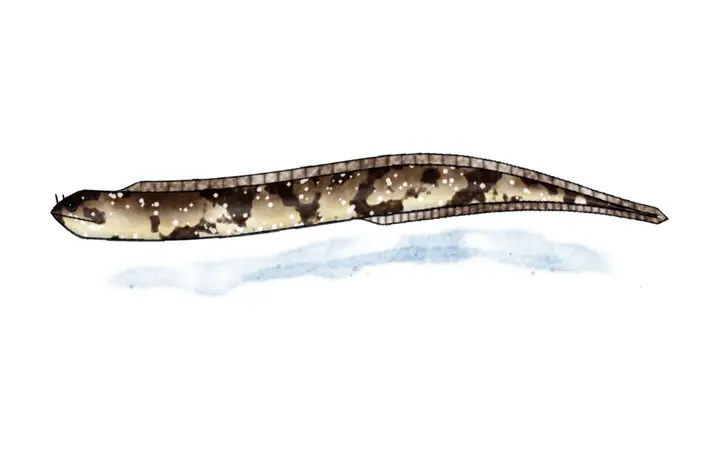 Murina (Muraena helena)