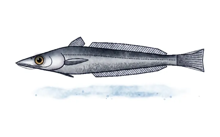 Oslić (Merluccius merluccius)