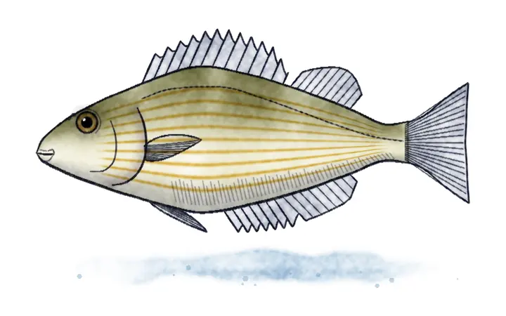 Prugasta mramornica