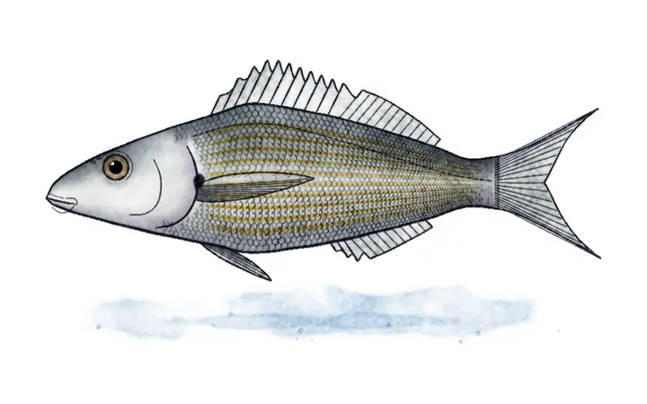 Salpa