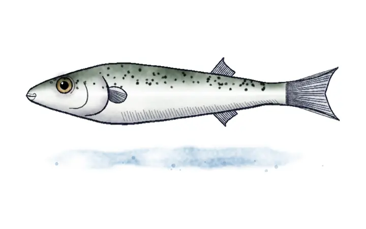 Srebrnopruga napuhača