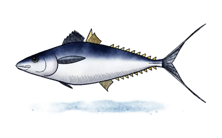 Tuna (Thunnus thynnus)