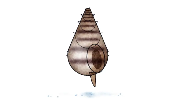 Volak (Hexaplex trunculus)