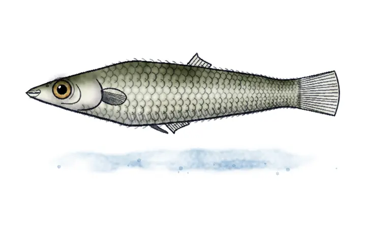 Gambuzija