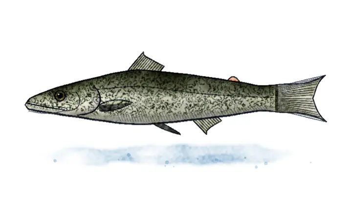 Glavatica (Salmo marmoratus)