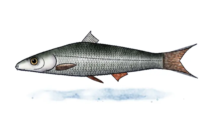 Ohridski skobalj