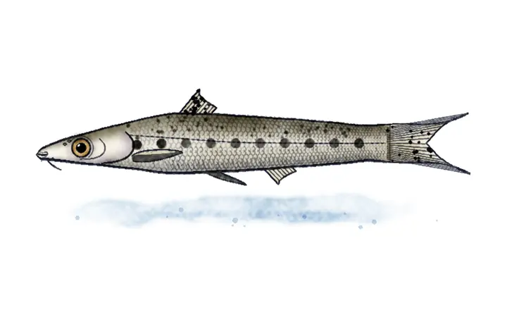 Skadarska mrenica